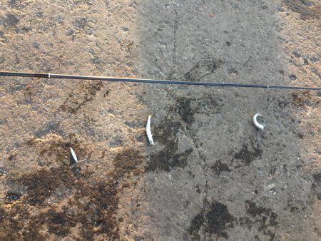 サビキ釣りでマイワシ